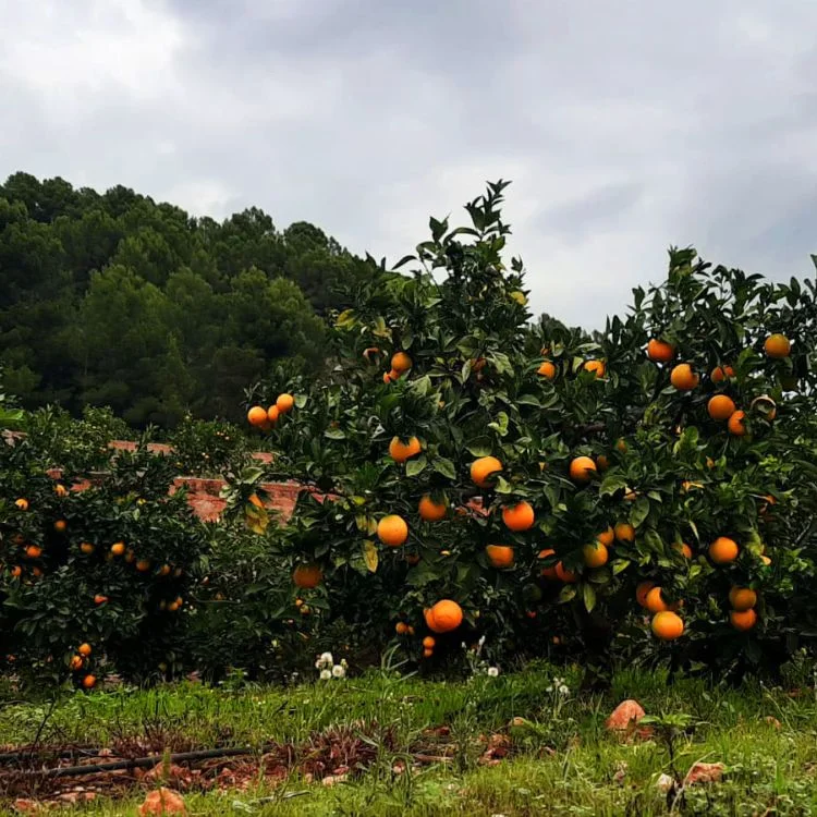 cultivo de naranjas